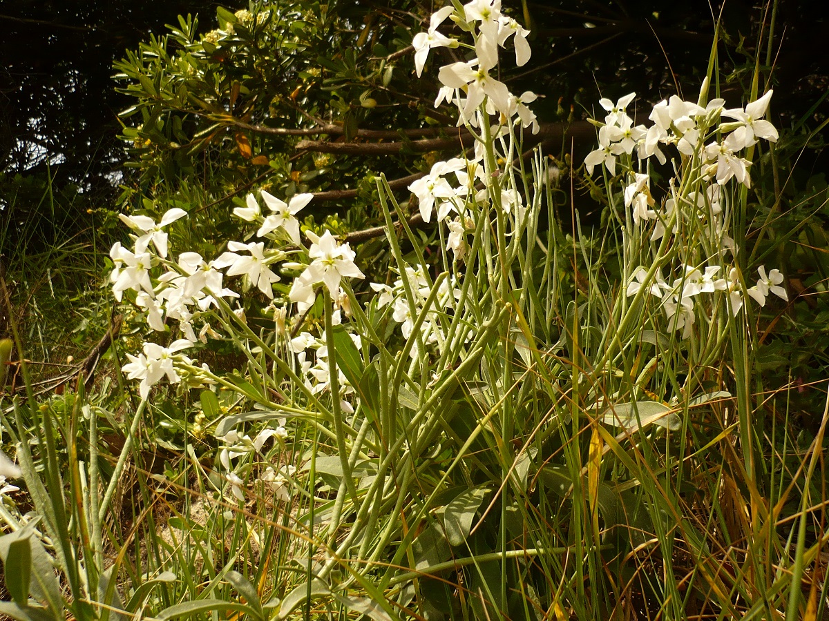 Matthiola incana subsp. incana (Brassicaceae)